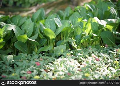 chinese mustard cabbage plant growing in vegetable garden