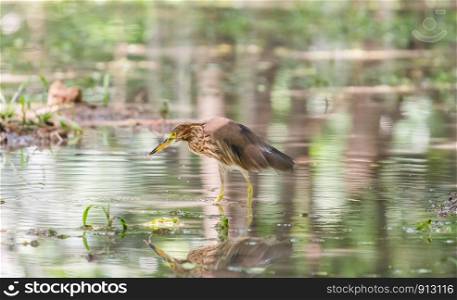 Chinese Pond Heron (Ardeola bacchus) eating a small worm in a shallow pond.
