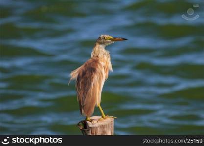 Chinese Pond Heron in the nature, Thailand
