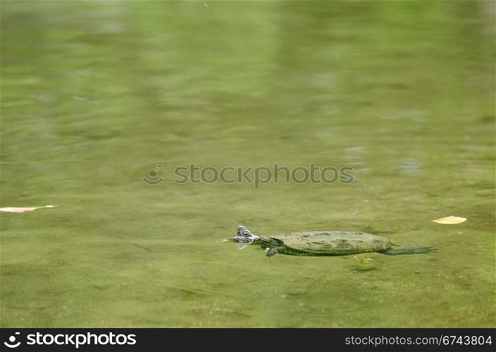 Chinese pond turtle, Mauremys reevesii. Chinese pond turtle swimming in water, Mauremys reevesii, an endangered species