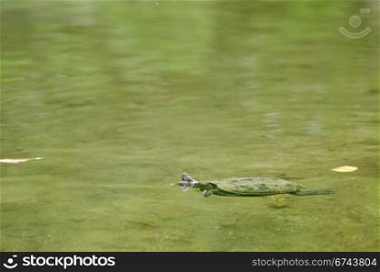 Chinese pond turtle, Mauremys reevesii. Chinese pond turtle swimming in water, Mauremys reevesii, an endangered species