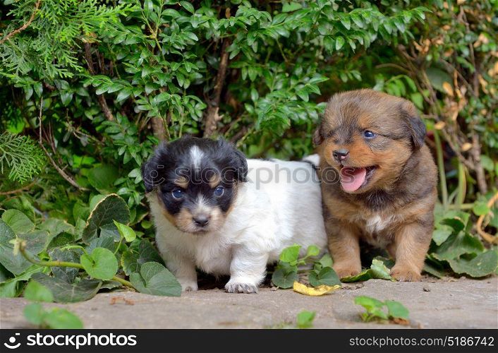 Chinese puppy dogs in garden