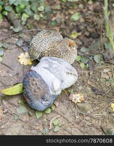 Chinese quail, chinensis excalfactoria looking for food