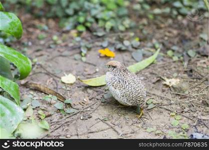 Chinese quail, chinensis excalfactoria looking for food