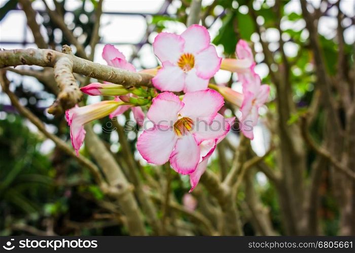 Chinese Rose, Pink Hibiscus, Pink Flower, Pink Champaca, Chaba
