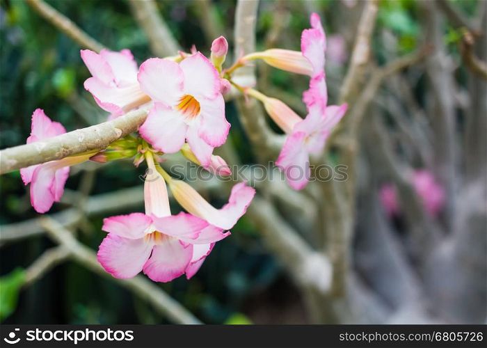 Chinese Rose, Pink Hibiscus, Pink Flower, Pink Champaca, Chaba