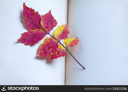 Chinese sumac