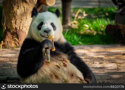 Chinese tourist symbol and attraction - giant panda bear eating bamboo. Chengdu, Sichuan, China. Giant panda bear in China