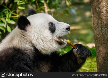 Chinese tourist symbol and attraction - giant panda bear eating bamboo. Chengdu, Sichuan, China. Giant panda bear in China