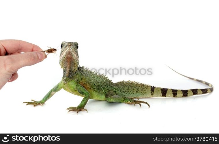 Chinese water dragon eating in front of white background