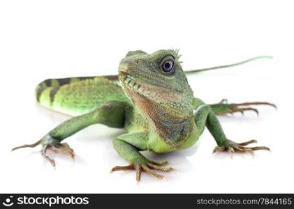 Chinese water dragon in front of white background