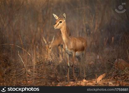 Chinkara, Gazella bennettii, Panna Tiger Reserve, Madhya Pradesh, India