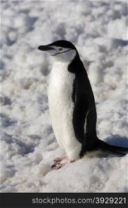Chinstrap Penguin (Pygoscelis antarctica) in the South Shetland Islands, Antarctica.