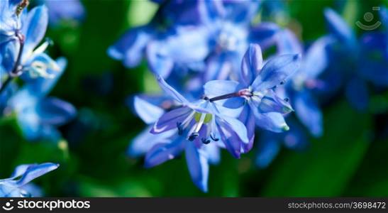 Chionodoxa gigantea early graceful blue perennial flowers