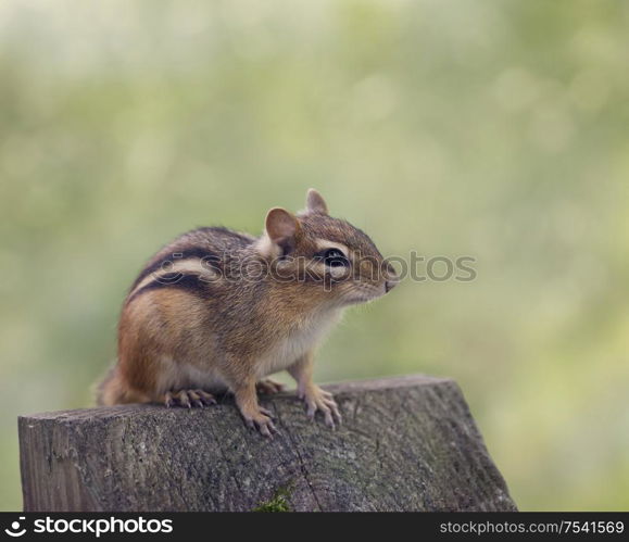 Chipmank perching on a wood, close up