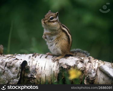 Chipmunk