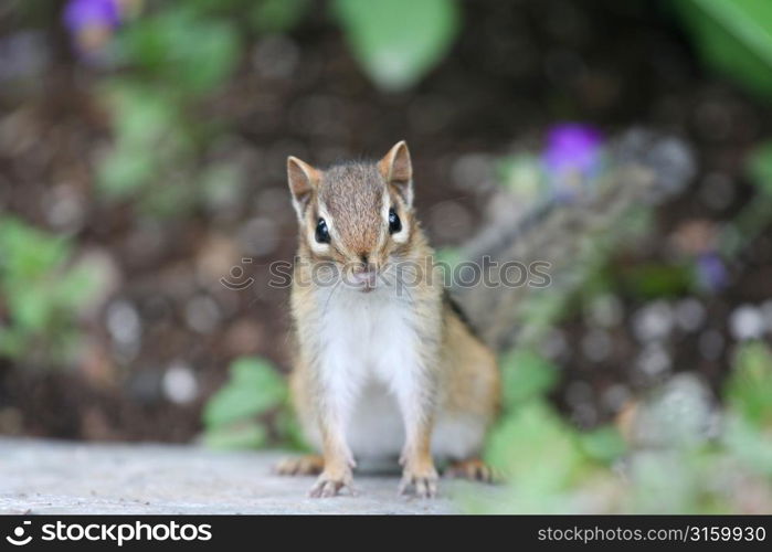 Chipmunk