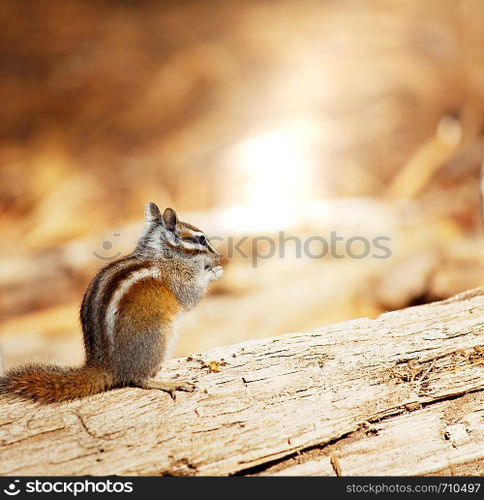 chipmunk