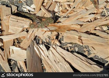 chipped wood from an axed tree trunk