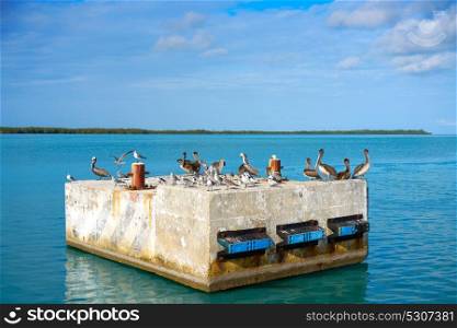 Chiquila port sea gulls and Pelicans in Quintana Roo Mexico