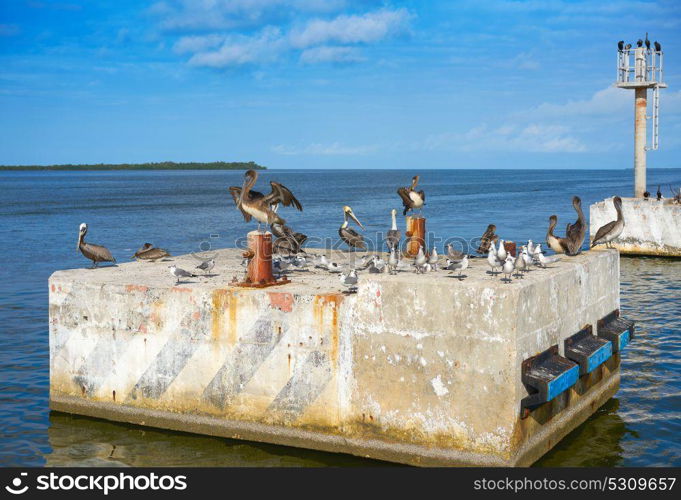 Chiquila port sea gulls and Pelicans in Quintana Roo Mexico