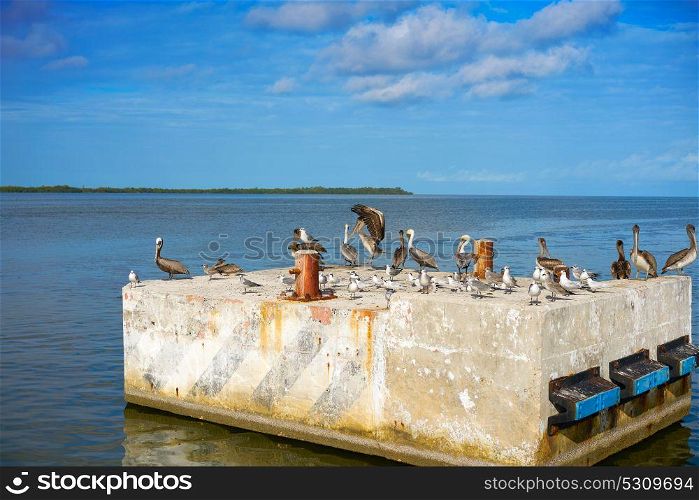 Chiquila port sea gulls and Pelicans in Quintana Roo Mexico