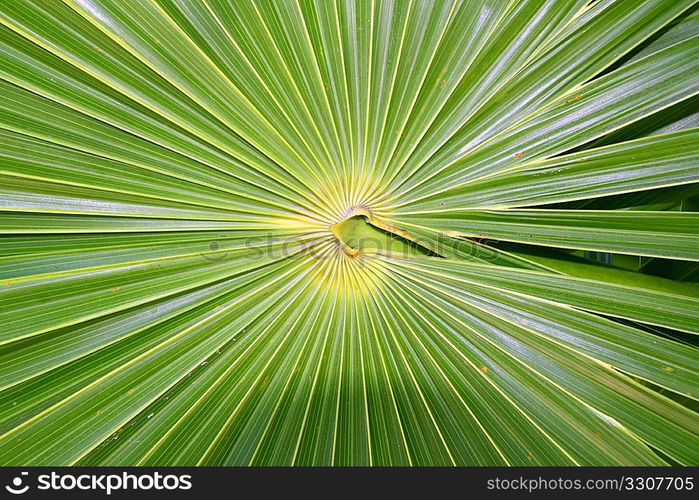 chit Florida Thatch Palm THRINAX RADIATA in mexico