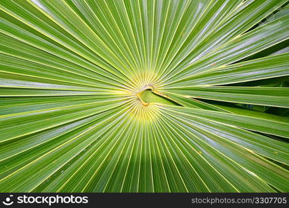 chit Florida Thatch Palm THRINAX RADIATA in mexico
