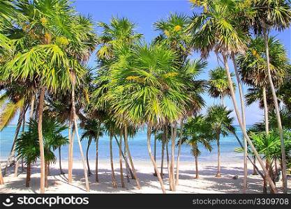 Chit palm tree in caribbean tropical beach Mayan Riviera Mexico