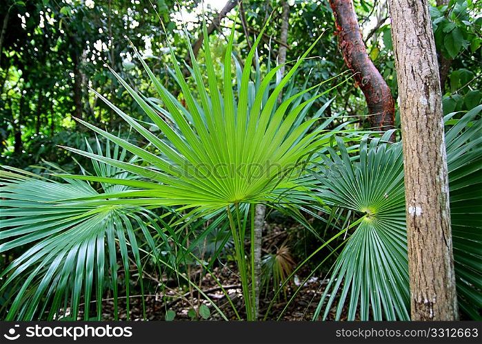 chit palm tree in jungle rainforest in Mayan Riviera Mexico