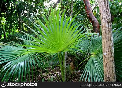 chit palm tree in jungle rainforest in Mayan Riviera Mexico
