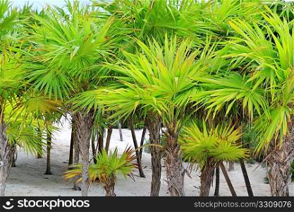Chit palm trees in Caribbean beach sand Mexico Tulum