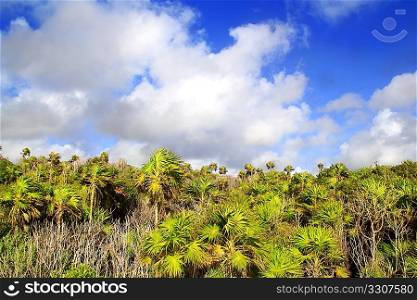 Chit palm trees jungle in Tulum Mayan Riveira Mexico on blue sky