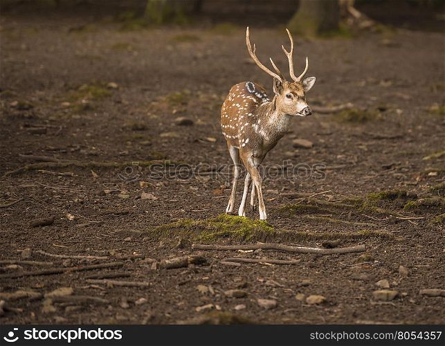 Chital young male in forest - Spotted deer male with beautiful antlers walking through the forest in the Wild Park from Pforzheim, Germany.