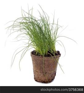 Chives in pot in front of white background
