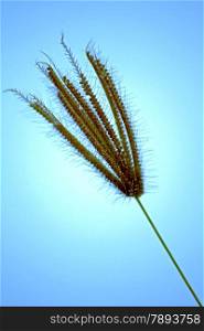 Chloris barbata, Swollen Finger Grass is a tufted annual grass