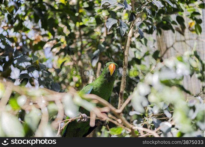 chlorocercus lorius parrot hanging from a branch