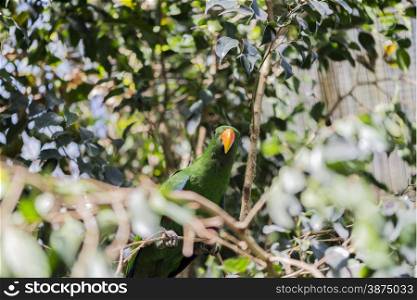 chlorocercus lorius parrot hanging from a branch