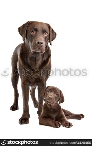 Chocolate Labrador adult and puppy. Chocolate Labrador adult and puppy in front of a white background