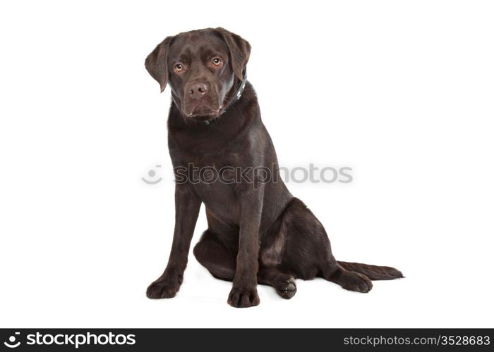 Chocolate Labrador. Chocolate Labrador in front of a white background