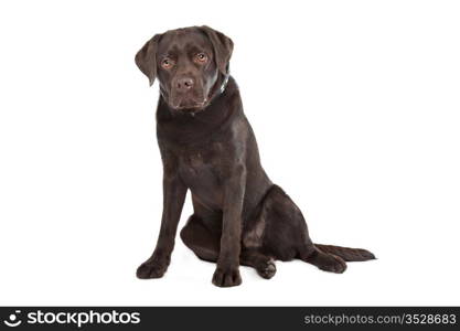 Chocolate Labrador. Chocolate Labrador in front of a white background