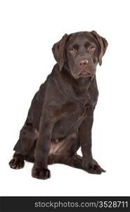 Chocolate Labrador. Chocolate Labrador in front of a white background