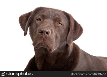 Chocolate Labrador. Chocolate Labrador in front of a white background