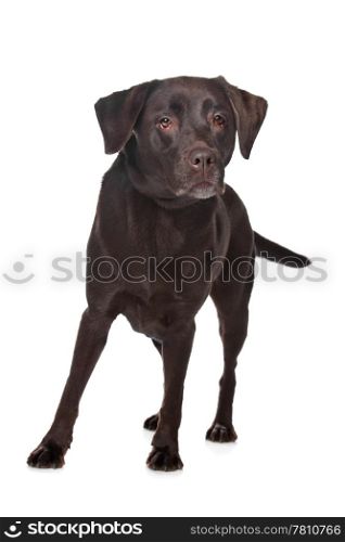 Chocolate Labrador. Chocolate Labrador in front of a white background