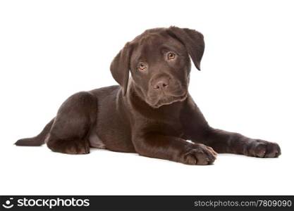 Chocolate Labrador. Chocolate Labrador puppy in front of a white background