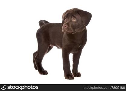 Chocolate Labrador. Chocolate Labrador puppy in front of a white background