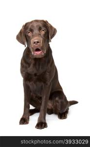 Chocolate Labrador dog. Chocolate Labrador dog sitting in front of a white background