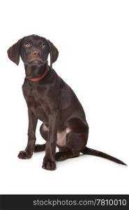 Chocolate Labrador puppy. Chocolate Labrador puppy (3 months) in front of a white background