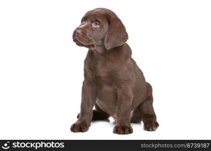 chocolate Labrador puppy. chocolate Labrador puppy in front of a white background