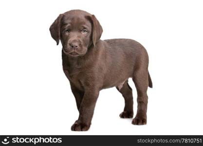 chocolate Labrador puppy. chocolate Labrador puppy in front of a white background